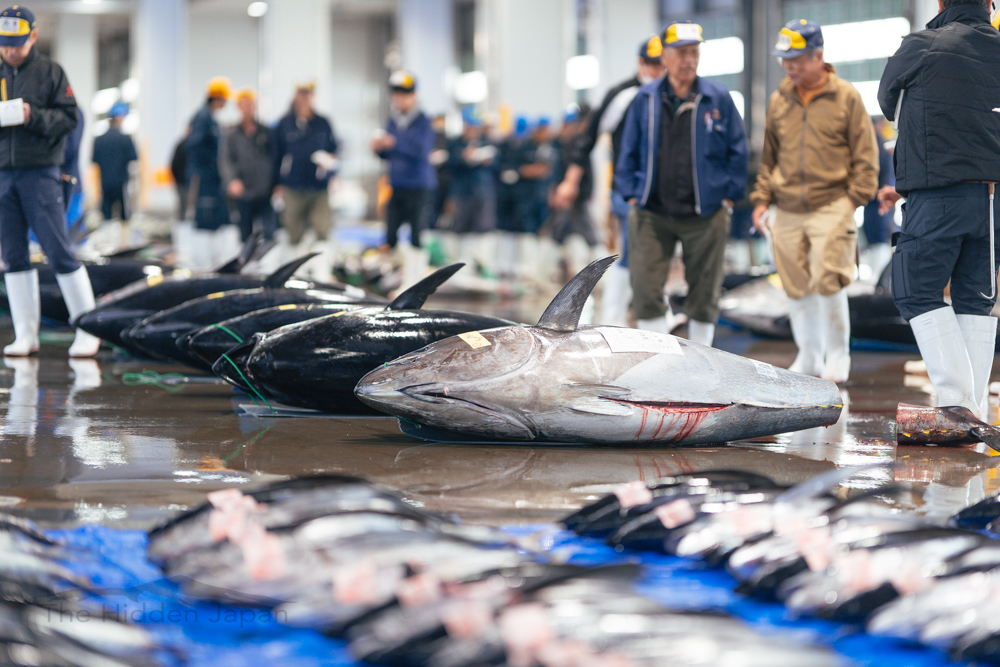 The Shiogama Tuna Auction